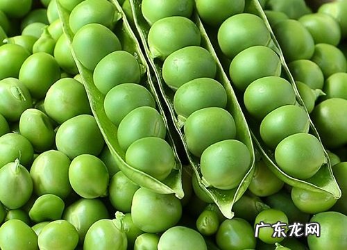 豌豆是什么植物