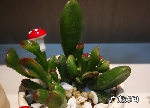 小多肉是什么植物