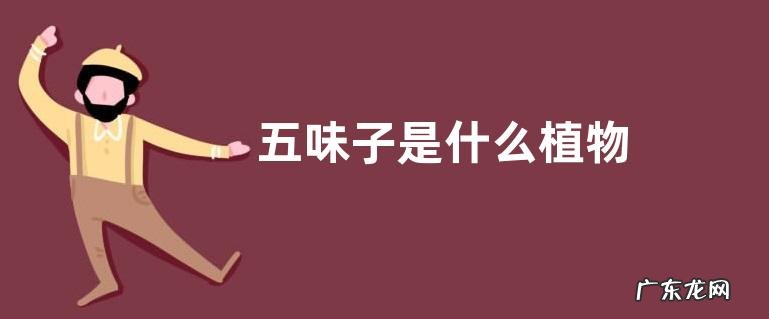 五味子是什么植物