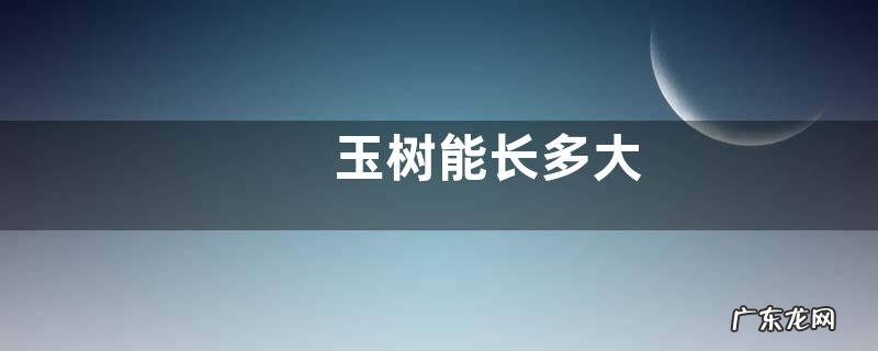 玉树能长多大