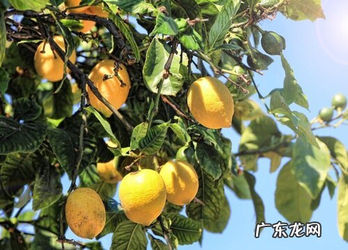 柠檬树能长多大