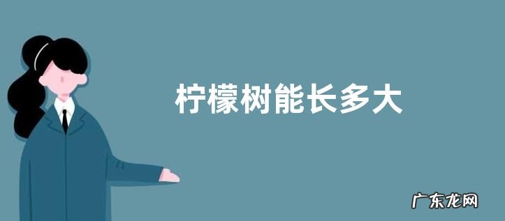 柠檬树能长多大