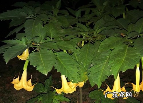 曼陀罗是什么植物