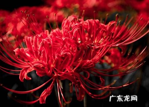曼陀罗是什么植物