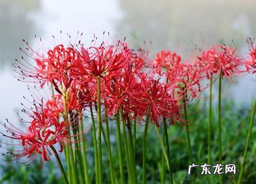 曼陀罗是什么植物