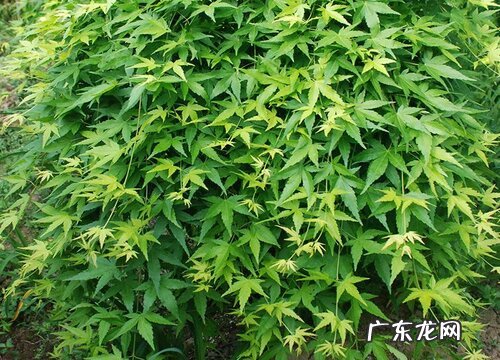 树是什么植物类别 属于什么科植物