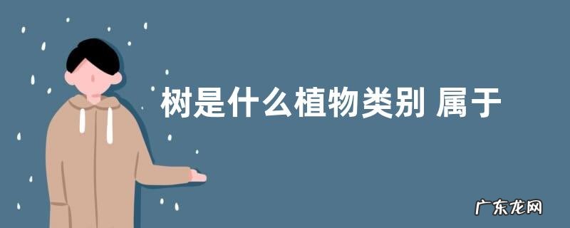 树是什么植物类别 属于什么科植物