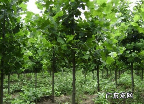 树是什么植物类别 属于什么科植物