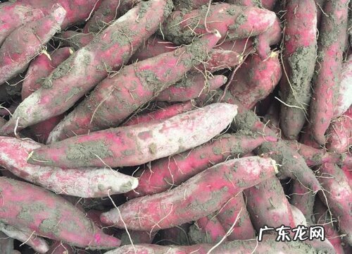 甘薯是什么植物