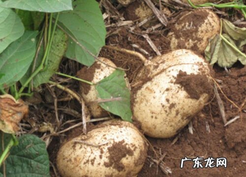 甘薯是什么植物