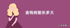 金钱树能长多大