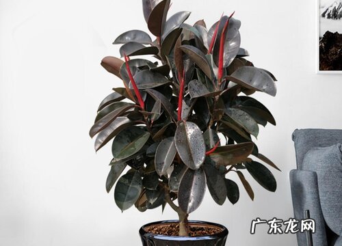 橡皮树能长多大
