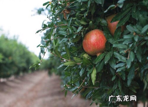 石榴几年结果实