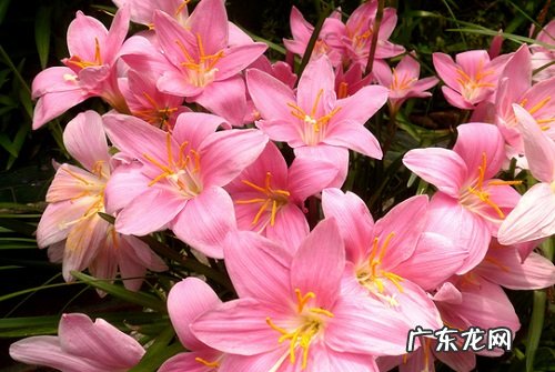 风雨兰不发芽怎么办 不发芽原因及处理方法