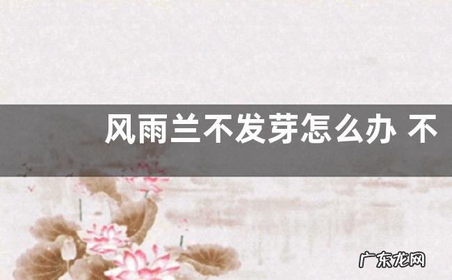 风雨兰不发芽怎么办 不发芽原因及处理方法