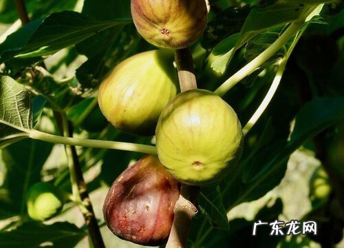 无花果耐多少度低温
