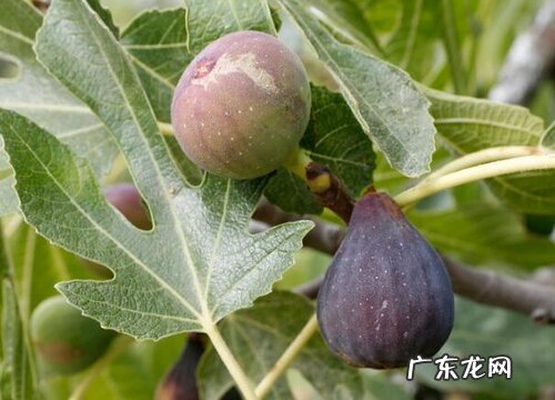 无花果耐多少度低温