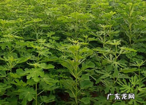 无花果耐多少度低温