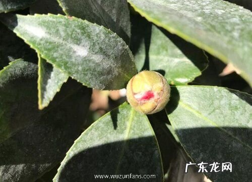 山茶花会结籽吗