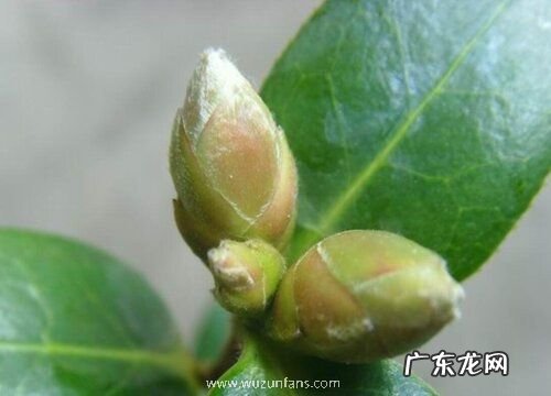 山茶花会结籽吗