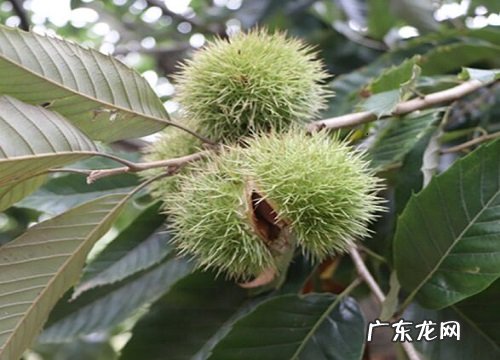 栗子是什么植物