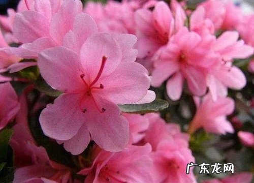 映山红什么时候长花苞