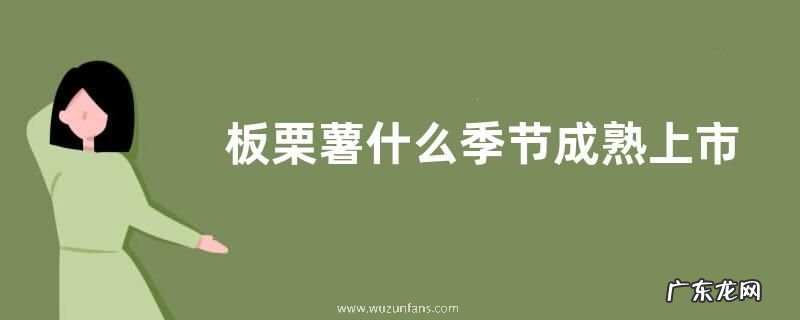 板栗薯什么季节成熟上市