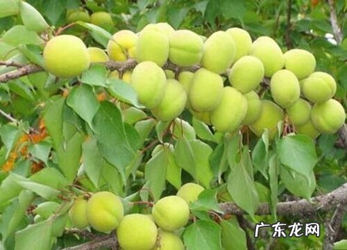 杏树是什么植物