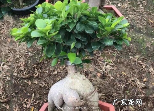 榕树怎么养殖方法