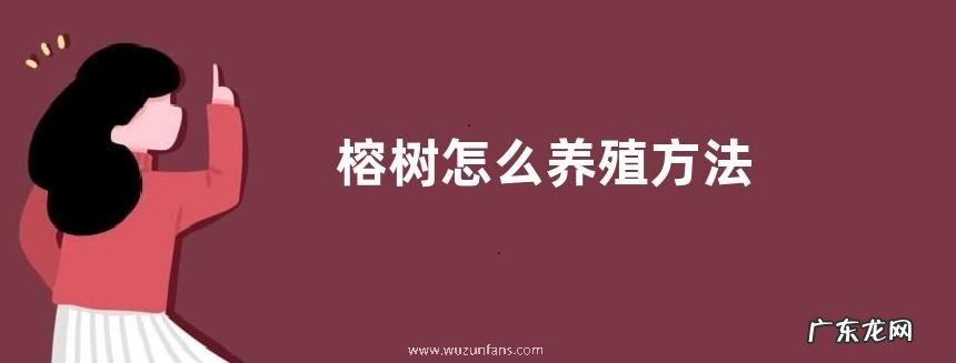 榕树怎么养殖方法
