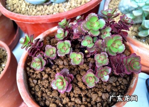小球玫瑰掉叶子怎么办 一碰就掉的原因及补救方
