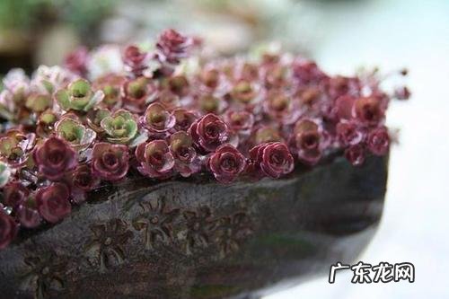 小球玫瑰掉叶子怎么办 一碰就掉的原因及补救方