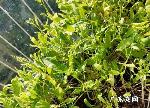 菠菜是什么植物