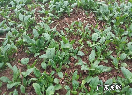 菠菜是什么植物