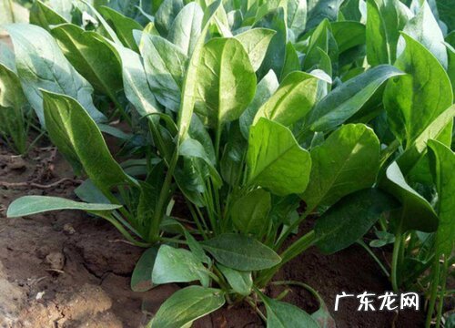 菠菜是什么植物