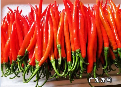 辣椒是什么植物