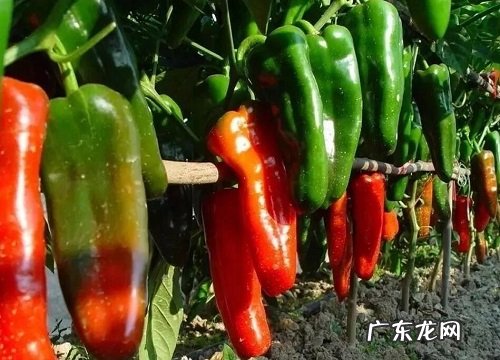 辣椒是什么植物