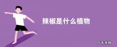 辣椒是什么植物