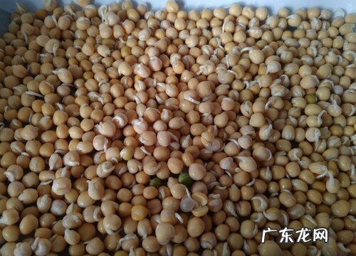 图片 豌豆的种子长什么样