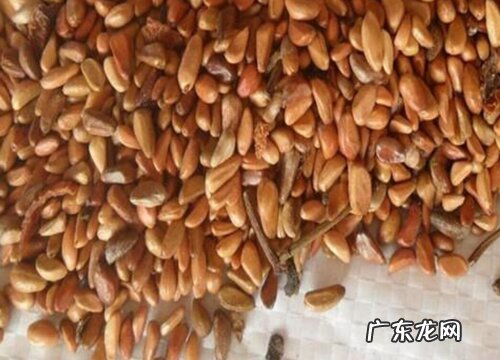 图片 月季花的种子长什么样
