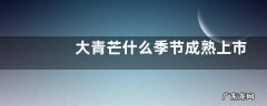 大青芒什么季节成熟上市