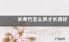长寿竹怎么养才长得好