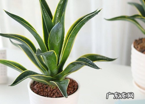 龙舌兰怎么修剪方法