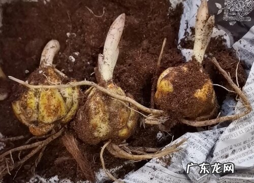 图片 百合的种子长什么样