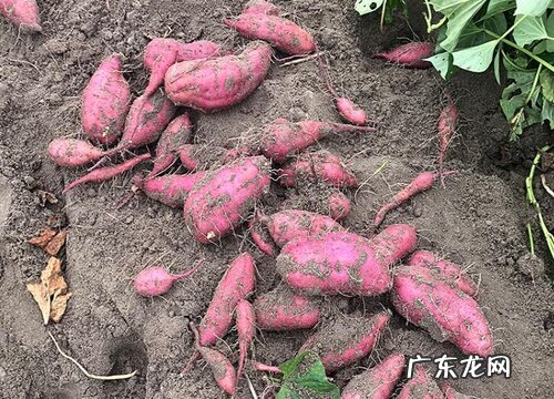 番薯是什么植物