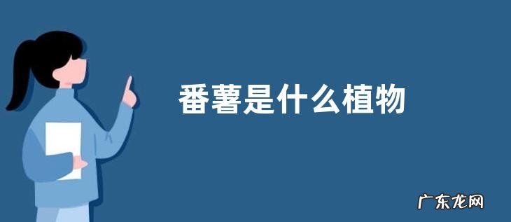 番薯是什么植物