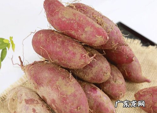 番薯是什么植物