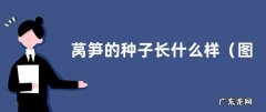 图片 莴笋的种子长什么样