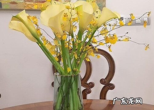 海芋插花怎么养