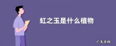 虹之玉是什么植物